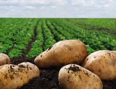 Γιατί πρασινίζουν οι πατάτες; Δείτε τι πρέπει να προσέχετε! (βίντεο)